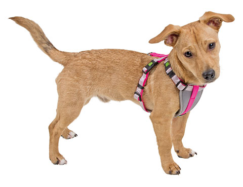 Kerbl Mjuk sele för valp / liten hund (S) (Rosa / Grå)