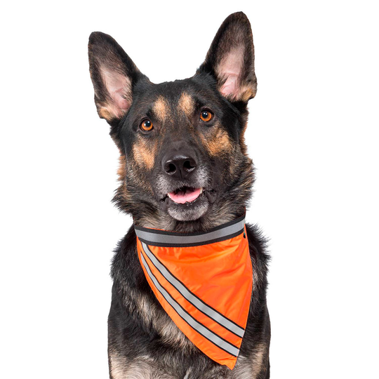 Globus Sport - Reflexscarf till Hund - Orange (47-62 cm)