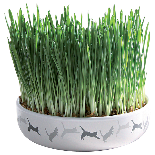 Keramikskål med kattgräs - Ø 15 x 4 cm + 50 g frön till kattgräs