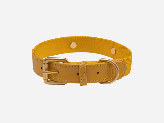 Konny Collar - XS / Golden Yellow